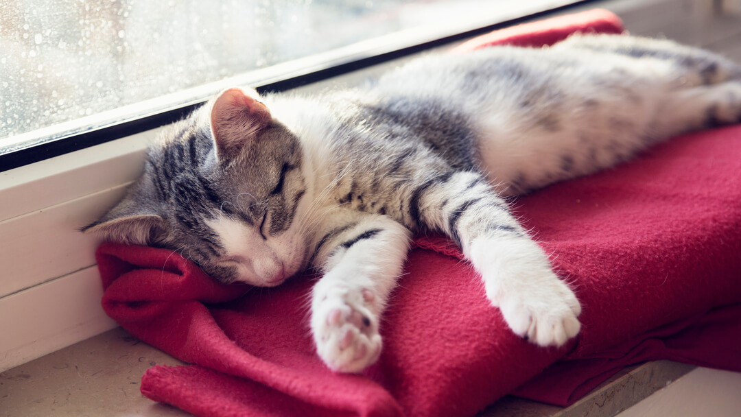 How Many Hours Does An Adult Cat Sleep In A Day